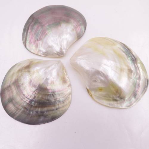 3 PCS 70mm-80mm Fan Shape Shell Natural Mother of Pearl No Hole Jewelry Making